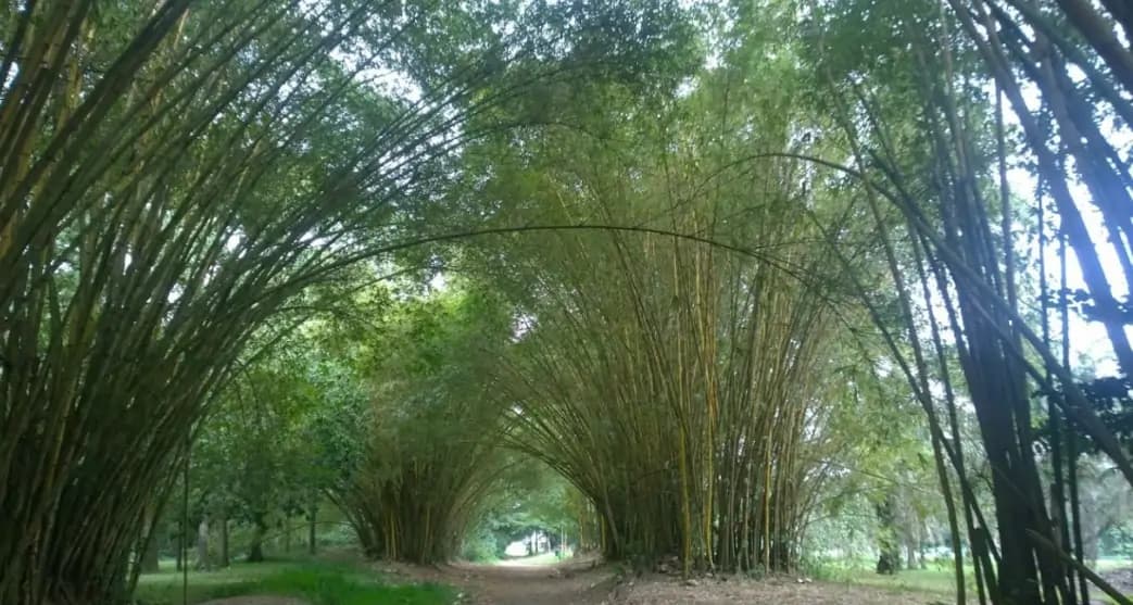 Illustration Bingerville